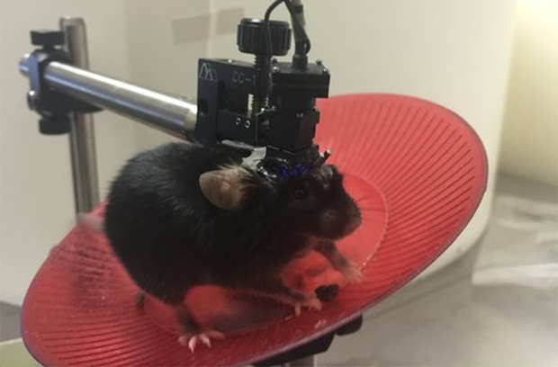 Rat being brain scanned