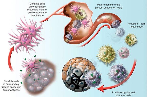 illustration of immunotherapy