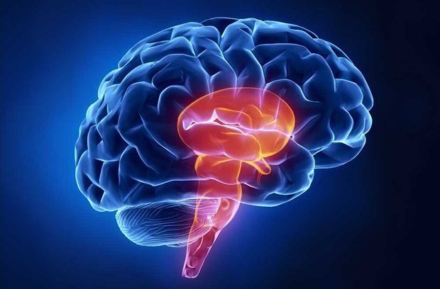 Illustration of brain stem