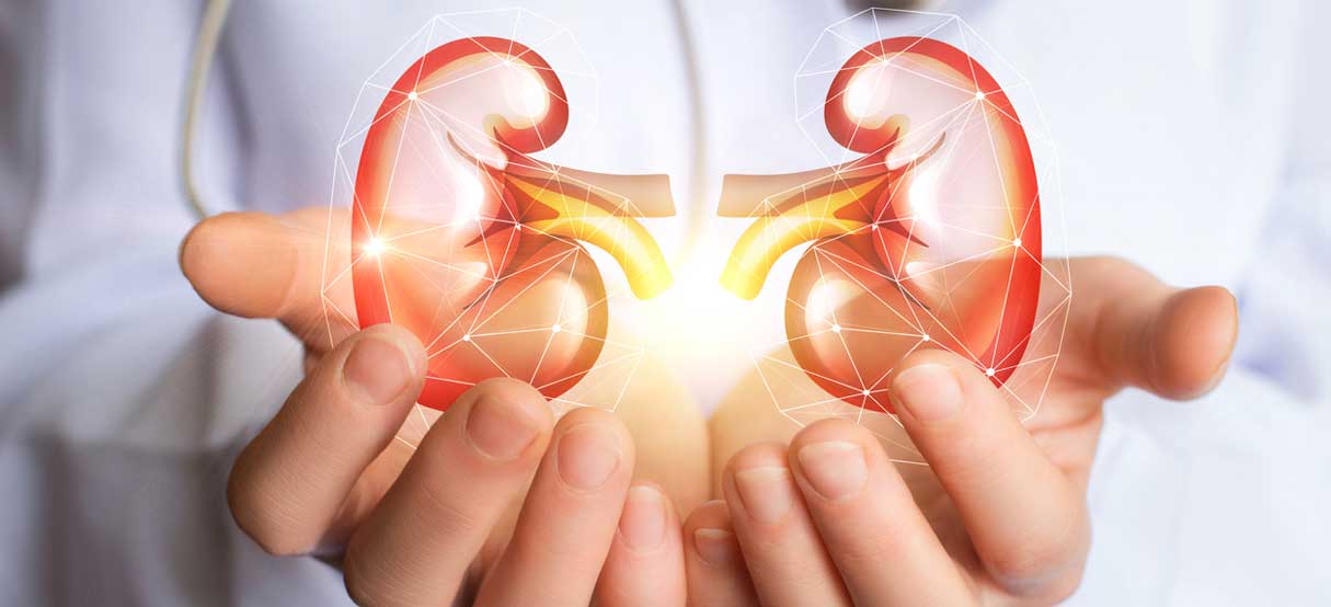 Hands holding illustration of kidneys