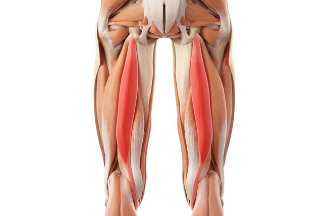 Physical Therapy Treatment for Hamstring Strain Injuries
