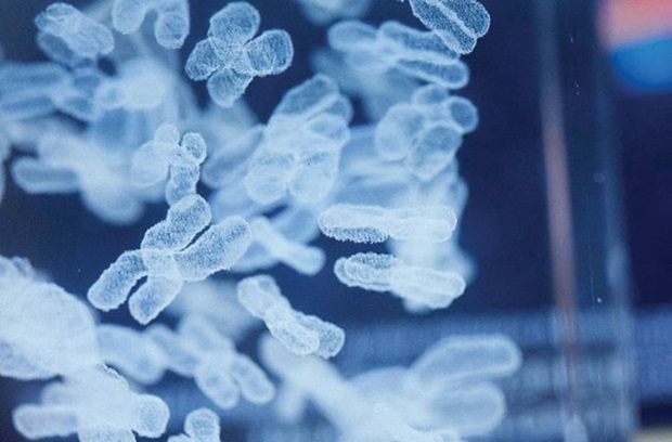 Microscopic image of chromosomes