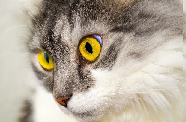 Close up of a cat's face