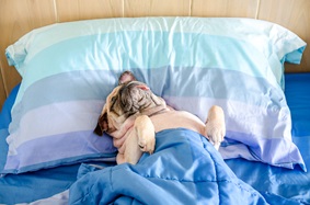 Pug dog passed out in a bed
