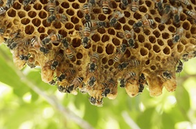 The buzz on raw honey