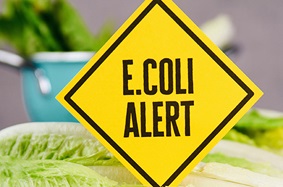 romaine_lettuce_laying_in_front_of_blue_dish_with_yellow_ecoli_warning_yield_sign