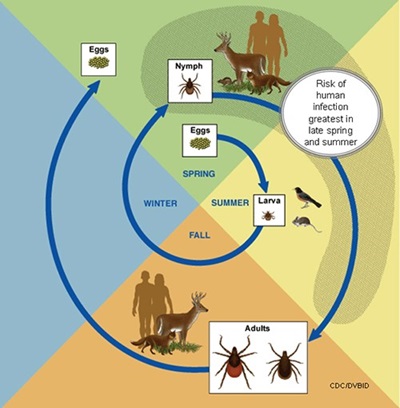 Diagram showing the life stages of a tick and when Lyme disease is most prevalent