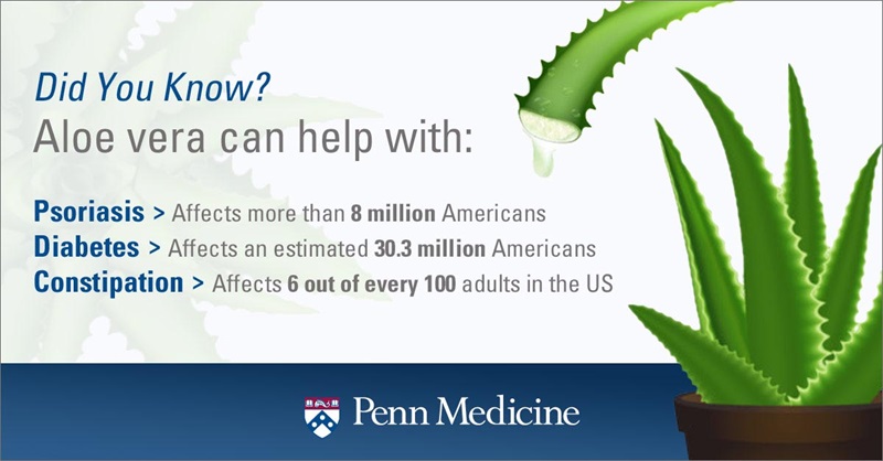 infographic_shows_pieces_of_aloe_explains_how_it_helps_with_diabetes_psoriasis_constipation