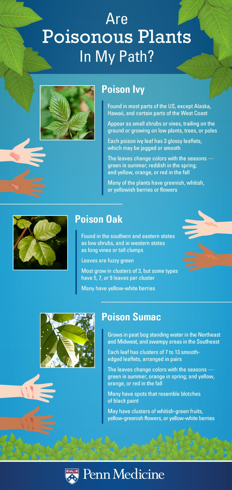 Poison Ivy Rash, Poison Oak, Poison Sumac: Symptoms, Causes