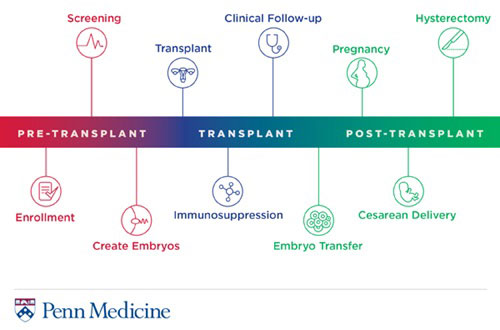 Info graphic showing the process of a uterine transplant clinical trial