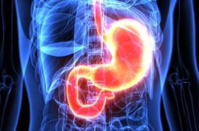 glowing stomach and intestines
