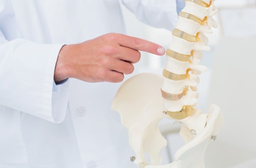 doctor pointing to a model of a spine