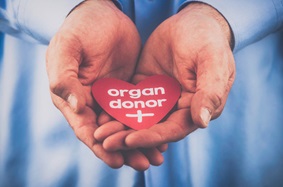 pair of hands holding a cardboard cut-out heart that read organ donor