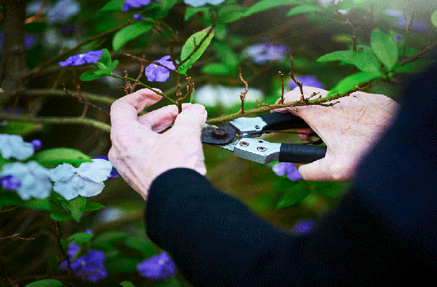 Woman clipping a branch of flowers