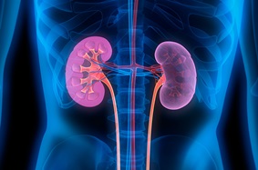 animated kidneys in body