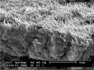 nasal cilia