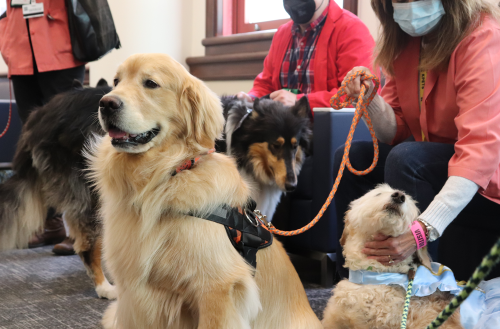 Get to Know Chester County Hospital's Pet Therapy Program