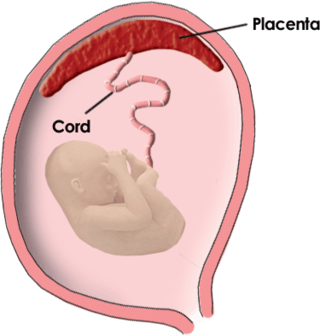 The Placenta: Our Least Understood Organ – Pr News